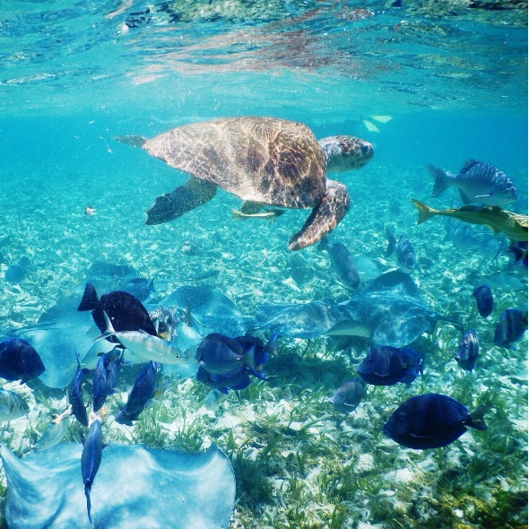  Turtle and fish swimming in the clear blue water 
