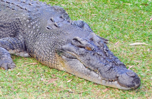  Crocodile on grass