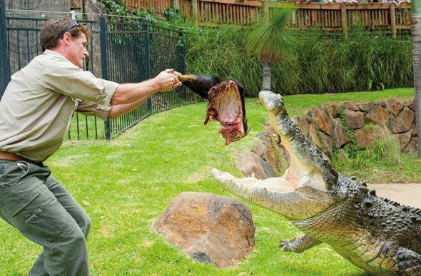 Zookeeper feeding crocodile 