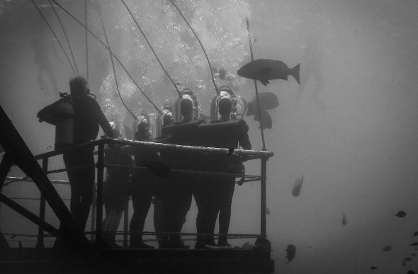  Black and white photo of group of scubadivers