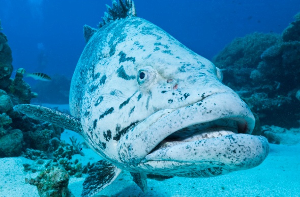 Rare huge fish in the ocean