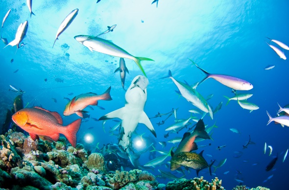  Underwater view of different water species