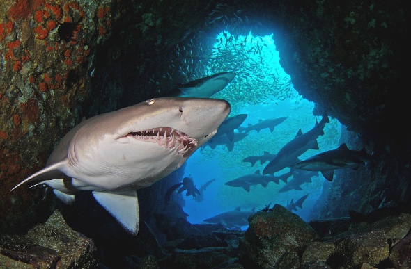  School of sharks inside a cave