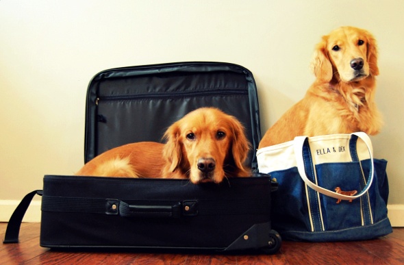 two golden dogs in suitcases  