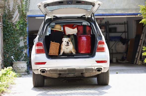 car packed for a holiday with dog in the back 