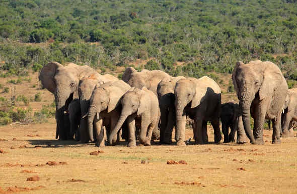  a herd of elephants walking closely together in the middle of the forest