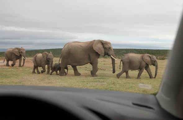  a mother elephant crossing the road with her baby elephants