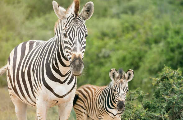  a mother and baby zebra walking together in the forest