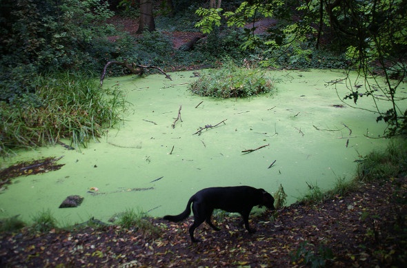 Dog roaming near a green stagnant pond filled with algae