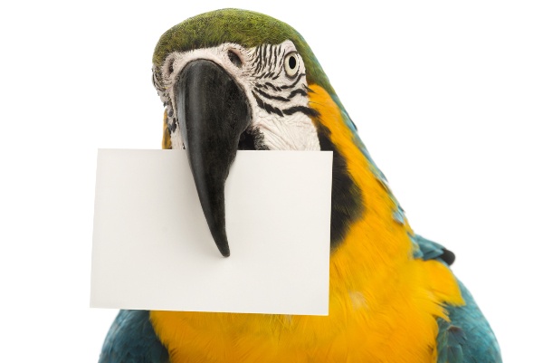  A colorful parrot holding a piece of blank white paper