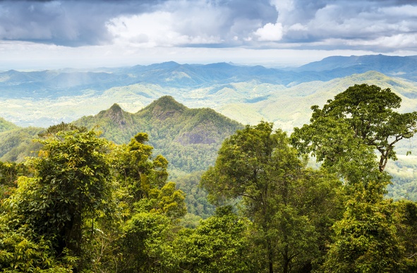 view of the canopy, mountains, and skies in the Gold coast hinterland