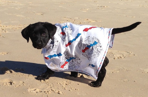 Black puppy with a handkerchief roaming around the sands