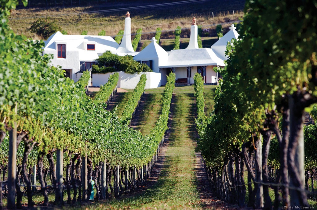  a walk through the vineyard on Hawke's Bay in New Zealand