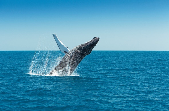 Huge whale spotted jumping out of the water in Hervey Bay