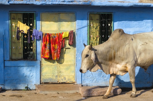  Huge White Cow walking freely in India