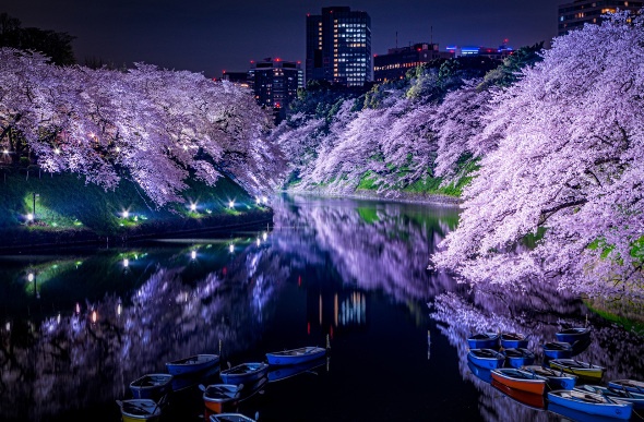 Cherry blossoms in bloom along Chidorigafuchi moat
