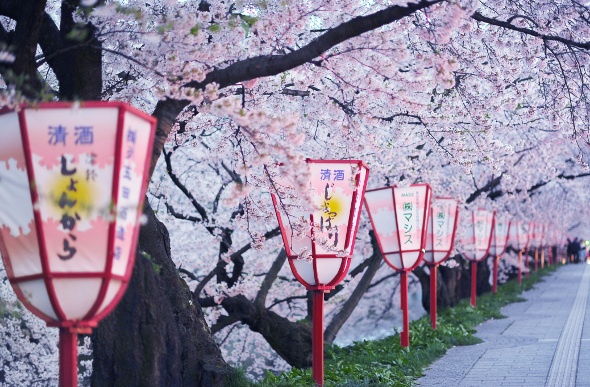 Cherry blossoms along a lantern-lined walkway in Kyoto
