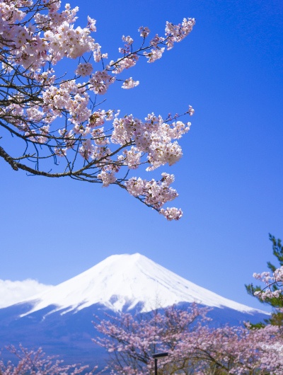 Cherry blossoms with Mount Fuji in the background