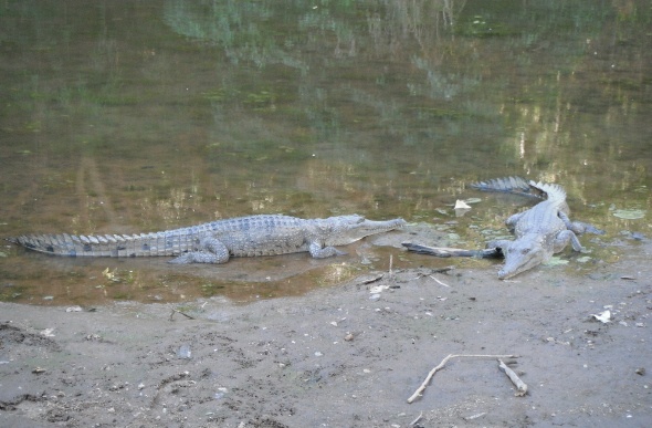 Two crocodiles on the shoreline 