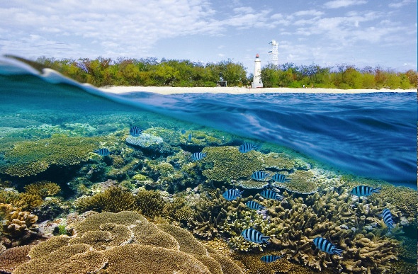 Clown fishes under the sea with corals and a light tower at the seashore