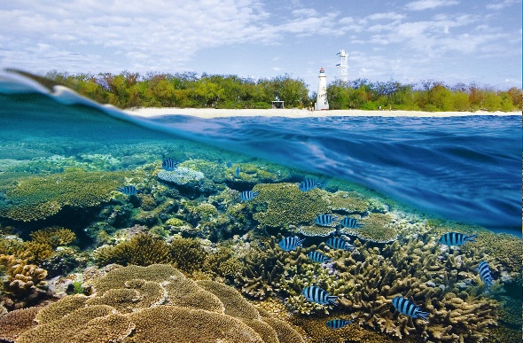  Clown fishes under the sea with corals and a light tower at the seashore