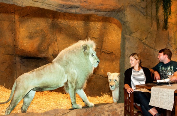 Couple dining beside a lion enclosure