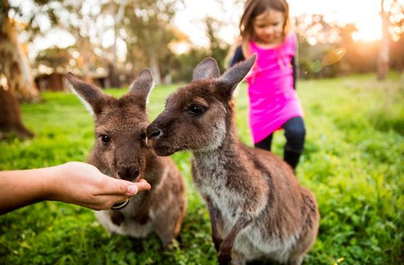 Feeding kangaroos