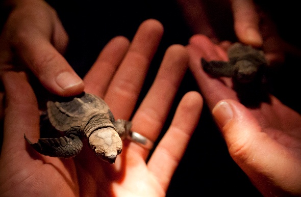  People holding two baby turtles 