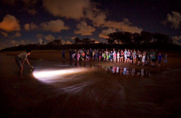  people watching turtle hatching at night 
