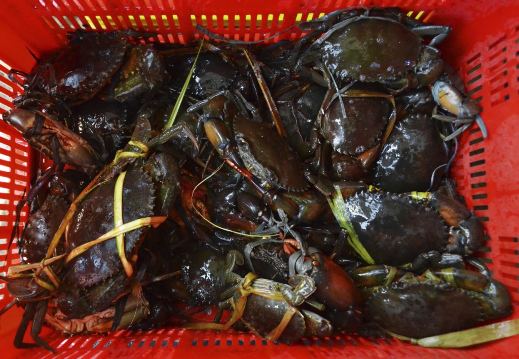  Tray of mud crabs 