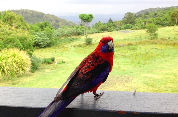  Colourful bird on the balcony 