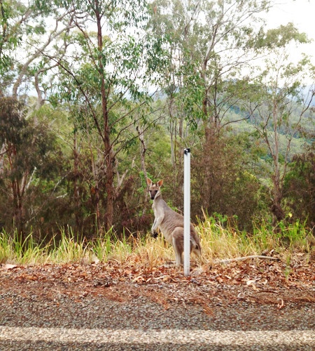Kangaroo standing in leaves on the side of the road  