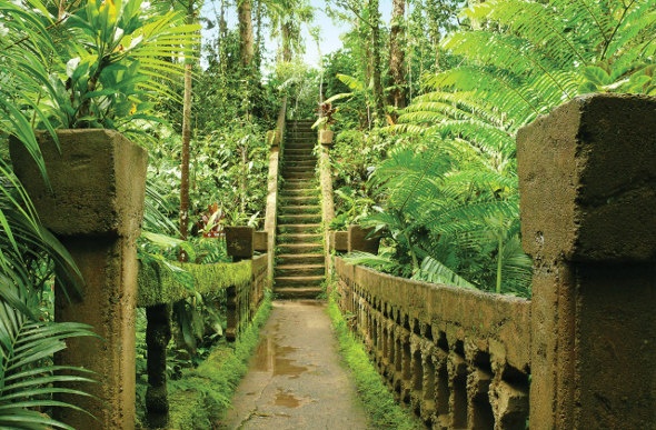 The overgrown bridge leading to the staircase at Paronella Park is full of dense foliage like ruins in the jungle