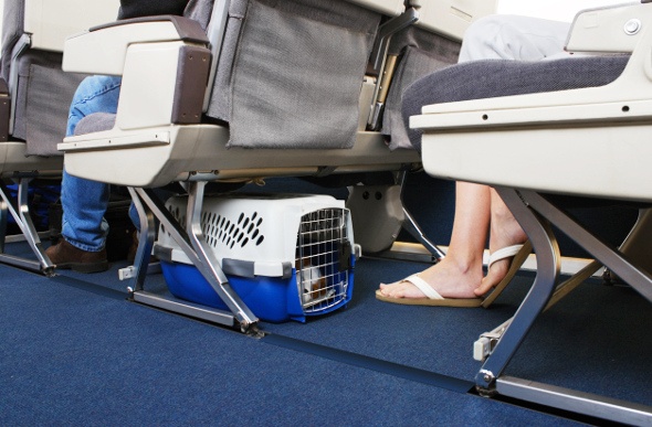  a blue and white pet crate underneath the seat