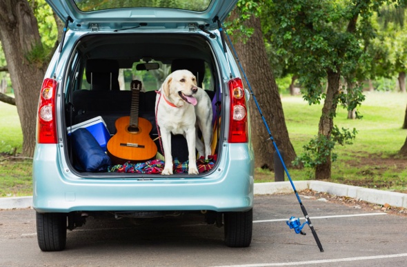  a cream labrador riding the back of the light blue mini van with a brownish-orange guitar and a blue cooler box