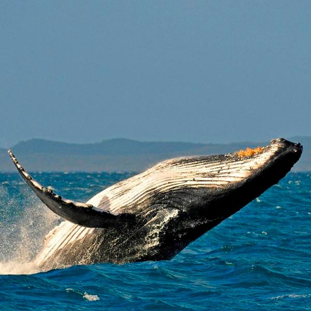  A whale enjoying its dive 