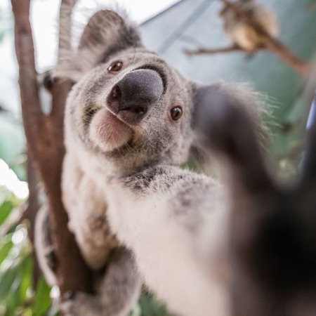 Koala on a tree reaching out to grab the camera