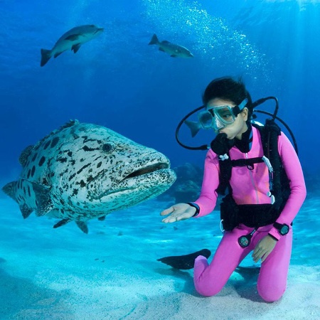 Lady in a pink wetsuit underwater diving alongside a potato cod