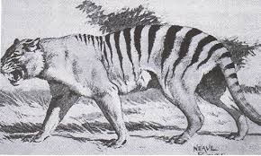  a drawing of the australian folklore anima- the queensland tiger