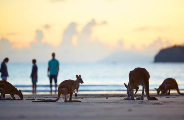 Mob of kangaroos enjoying the sand with the people beside the beach