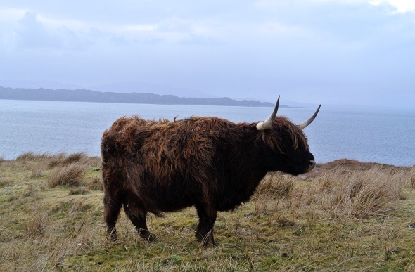 Shaggy highland cattle