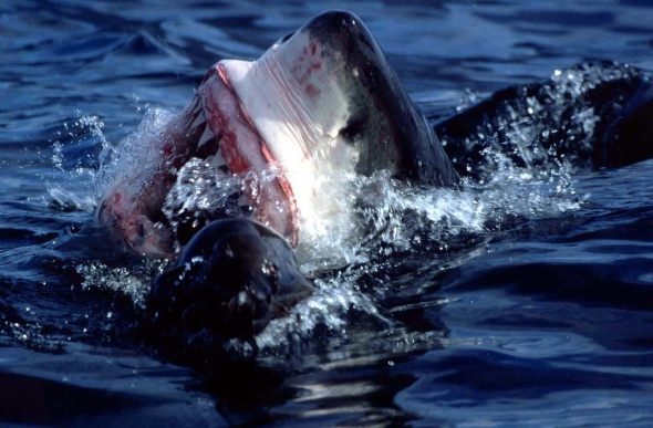 A great white shark attacking a seal