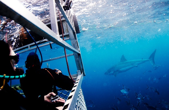 A great white shark circling a shark cage