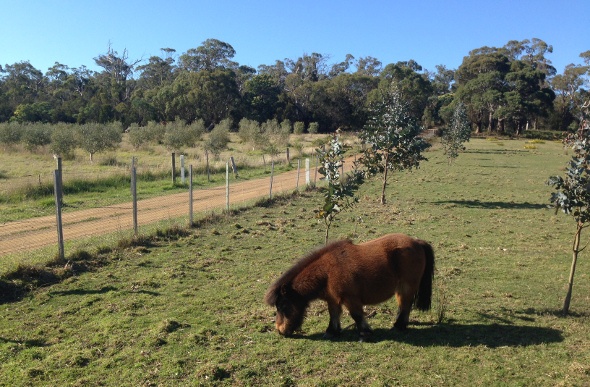  Small brown horse is vineyard 