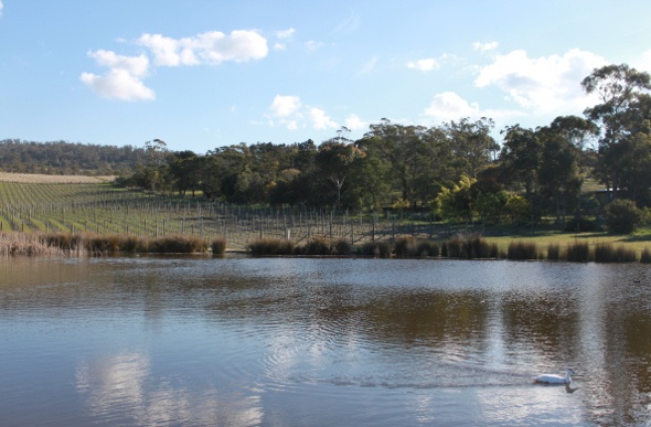  Duck pond at Tasmanian vineyard 