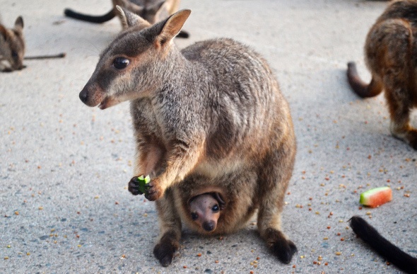 Baby kangaroo inside a female kangaroo's pouch