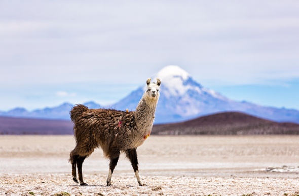 A llama stopping for a photo