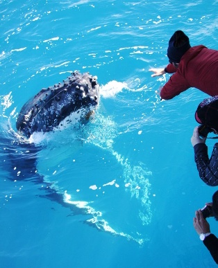 a whale interacting with people who are taking its photos