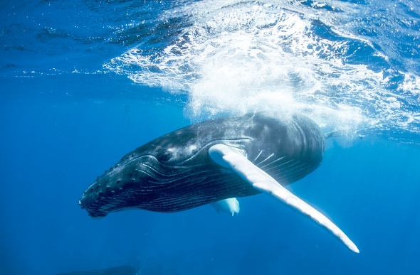  a big whale swimming underwater