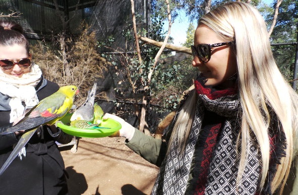  Two women holding a plate feeding green, yellow and grey birds 